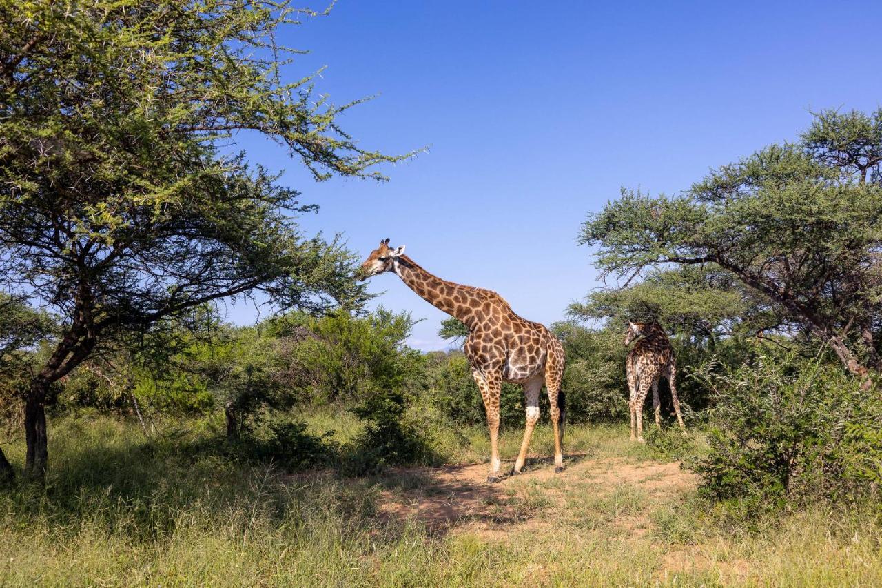 Oase By 7 Star Lodges - Greater Kruger Private 530Ha Reserve Hoedspruit Esterno foto